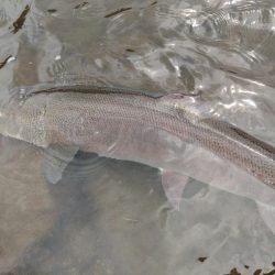 イトウを２匹キャッチ！